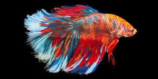 Beta fish fight | fighter fish fight. Betta Fish Facts And Why They Re Not Starter Pets Peta
