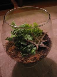 I Like Creating Terrariums In Large Brandy Glasses With Crytanthus My Signature Plant Terrarium Plants Centerpieces
