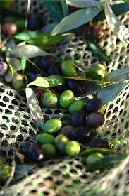 Epingle Sur Olive