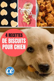 Plus Besoin D Acheter De Friandises Pour Chien Voici 4 Recettes Super Faciles A Faire Recettes De Biscuits Pour Chien Friandises Chien Nourriture Maison Pour Chien