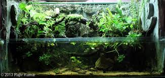 2013 Aga Aquascaping Contest Entry 475 Aquascape Pond Delhi India
