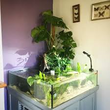 Emma Auf Instagram Axolotl Tank Work In Progress Aquascape Axolotlsofinstagram Myfishtank Riparium Paludarium Jungalowst Axolotl Tank Axolotl Aquascape