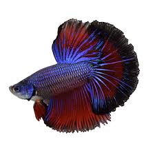 Perfect for the low maintenance aquarist, or even an office space, a betta fish is generally easy to care for. Male Halfmoon Betta Fish Siamese Fighting Fish Extra Large Petco