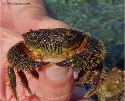 Crabe Poilu Crabe Poilus