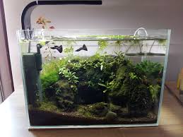 P22 Aquascaping Minim Ii Aquael Mix P22 Aquascape Fresh Water Nano Aquarium