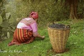 La Cueillette Des Olives En Kabylie Algerie Algerien Dz Kabylie Tunisia Lybia M Alger Iraq Algerien