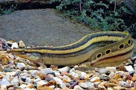 Thebrackishtank Aquarium Fish Tropical Fish Tanks Tropical Fish Aquarium
