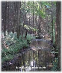 Importance Of Riparian Buffers