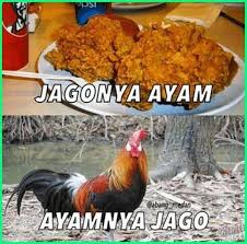 12 Meme Ayam Paling Gokil Dan Kocak Yang Bikin Ngakak Dunia Fauna Hewan Binatang Tumbuhan Gambar Lucu Lucu Ayam