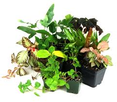 24x18x18 Tropical Vivarium Plant Kit Josh S Frogs Terrarium Plants Tree Frog Terrarium Plants
