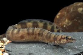Elipsifer Eel Tanganyika Reg Mastacembelus Ellipsifer Aquarium Fish Cool Fish Monster Fishing
