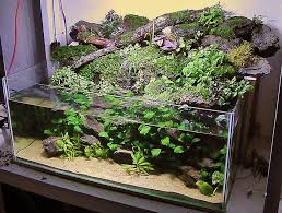 20 Gallon Rimless Mish Mash Paludarium Page 2 Aquascape Planted Aquarium Aquarium Garden