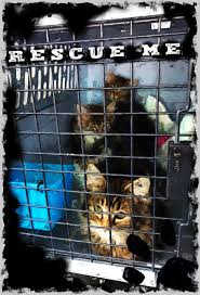 Photo Artist Michael John Valentine Has Created This Special Etsy Animal Rescue Artist Animals
