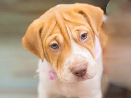 This mini poodle puppy is ready for a loving furever home! Mini Walrus Shar Pei Beagle Dog Female Red White 2249658 Petland Wichita Ks