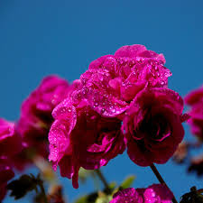Nomi di fiori dalla a alla z. Fiori E Piante Dalla A Alla Z Erica Fucsia Geranio Ibisco Margherita Nastruzio Consigli Coltivazione E Cura