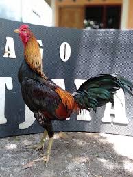 Kelebihan Dan Kekurangan Ayam Mangon Ayam Jenis