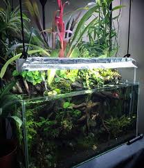 My Betta Sorority Paludarium Paludarium Fish Tank Fresh Water Fish Tank Diy Fish Tank