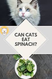 He also enjoys spiders and moths and eating his own vomit. Can Cats Eat Spinach Benefits Of Spinach For Cats Kitty Cats Blog Spinach Benefits Cat Health Best Cat Food