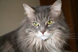 Large, in good type, meet breed standards, socialized, good character. How To Tell If Your Maine Coon Is A Mix Mainecoon Org