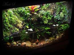 Paludarium Nature Aquarium Aquascape Aquarium Aquarium