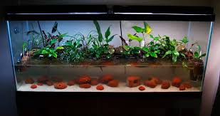 Planters Glued To Walls Fish Tank Aquarium Planters