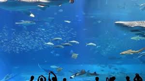Youtube Carnival Of The Animals Saint Saens Animals