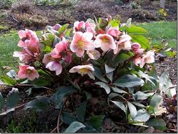 New Hellebore Flowers Hold Their Heads High North Coast Gardening Flower Garden Plans Flowers Planting Flowers