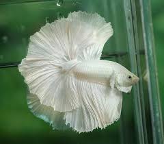 This betta fish type has a solid dark color on the body with white or slightly pink skin • betta miniopinna: All About Betta Fish Platinum White Betta Halfmoon Betta Betta Fish Fish