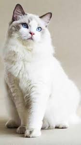 Ragdoll Cat Mobile Wallpaper Hd Free Download Ragdoll Cat Cats F2 Savannah Cat