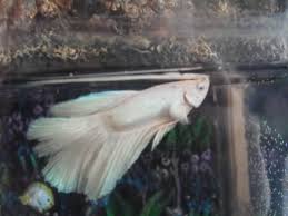 There have been a few appearances of them throughout history, but they are quite rare and nobody has figured out how to make a strain of albinos yet. Anybody Ever See An Albino Betta Well Now You Have Aquariacentral Com