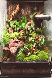 How To Set Up A Vivarium Vivarium Set Up How To Set Up A Vivarium Vivarium Set Up How To Set Gecko Terrarium Reptile Habitat Frog Terrarium