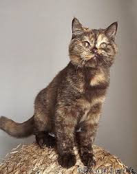 Chocolate Tortie British British Shorthair Cats British Shorthair Kittens Pets Cats