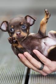 Funny Small Chihuahua Puppy In A Hand Chihuahua Puppies Chihuahua Love Cute Chihuahua