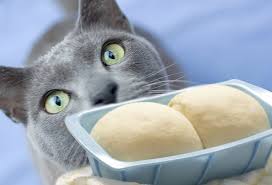 Some cats, depending on the period of life and weaning, can tolerate lactose. Harmful Foods Your Cat Should Never Eat Tuna Milk Raw Fish And More