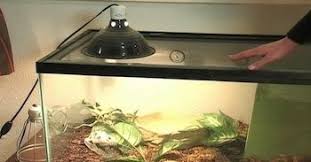 Bearded Dragon Basking Light Bearded Dragon Lighting Bearded Dragon Heat Lamp Bearded Dragon