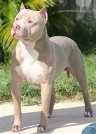 The coat colors are red, fawn, white, blue, black, and brindle. Red Nose American Staffordshire Terrier Pitbull Terrier Pitbull Puppies American Pitbull Terrier