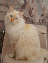 Blue ragdoll cats | blue point ragdolls, blue mitted, colorpoint, mitted, lynx, tortie, bicolor. Red Ragdolls Ragdoll Cat Breed Colors Flame Point Ragdoll