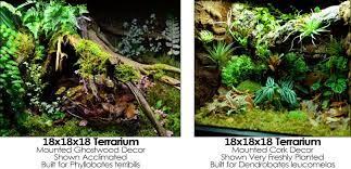Image Result For Custom Vivarium Backgrounds Terrarium Plants Diy Glass