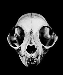 Ringtail Cat Skull Cat Skull Skull Reference Animal Skeletons