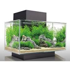 Important To Know All About Acrylic Aquarium Kit Care Thetimeskip Di 2020 Ikan Akuarium Ikan Air Tawar Aquarium Ikan