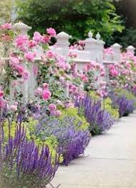 Roses Lavender Flowers Garden Summer Pink Purple Pretty White Picket Fence Flower Landscape Garden Pictures Flower Garden