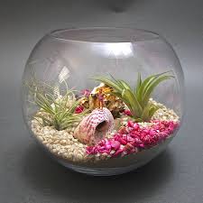 The Bather Airplant Underwater Terrarium Kit Terrariums Kits Terrarium Air Plants