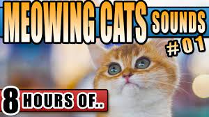 Night time activity in cats, reasons your cat keeps meowing, cat meows at night, how to get your cat to stop meowing, why do. Cat Sounds Cat Meowing Cat Noises To Attract Cats Annoy Cats Or To Make Them Happy 8 Hours Meow Youtube