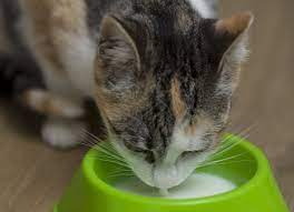 Goats milk and sheep milk are also alternatives. Is Milk Bad For Cats Is Milk Bad For Dogs Petmd