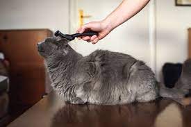Treat a cat for matted fur with daily brushing and combing. How To Painlessly De Mat A Cat