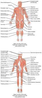 The academy suggests that 10 to 35 percent of total calories should be protein. List Of Skeletal Muscles Of The Human Body Wikipedia