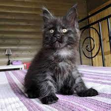 Maine coon mixed are as good as maine coon pure so let's adopt them before we go to a breeder (i. Long Distance Kitten Delivery Options Riggs Maine Coon Cattery