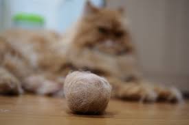 If your cat is vomiting up undigested food, begin to feed with. Cat Hairball Trichobezoar Causes Symptoms Signs