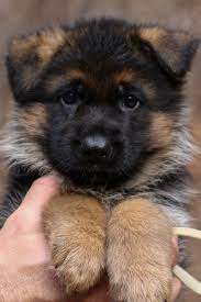 Puppies.german shepherd x caucasian shepherd rare mix. Pin On Tfc