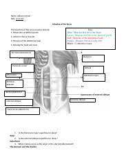 Here is a great science worksheet featuring a diagram of the muscle system. 8 21 Muscles Of The Torso Worksheet 2 Docx Name Allison Conrad Date Muscles Of The Torso The Functions Of The Torso Muscles Include 1 Moves The Course Hero